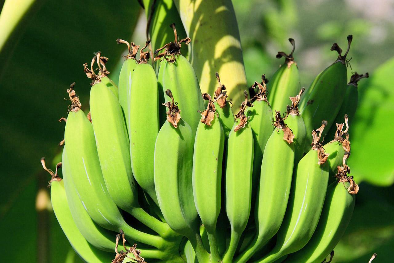 Bananas