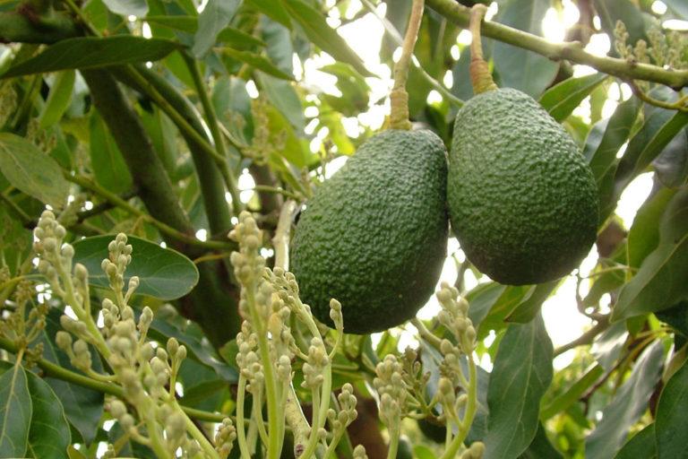 South Africa The Fruit Farm Group