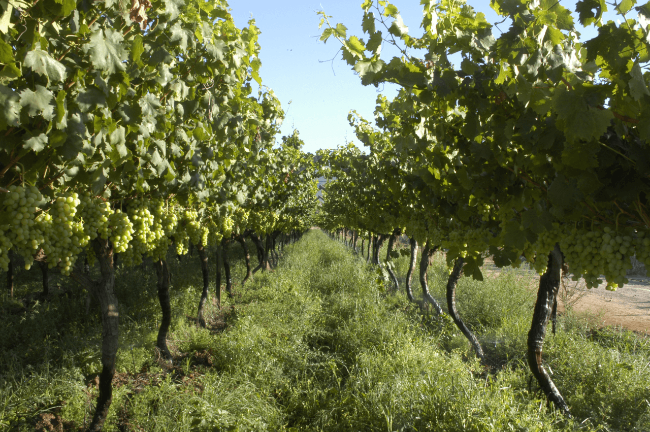 South Africa The Fruit Farm Group