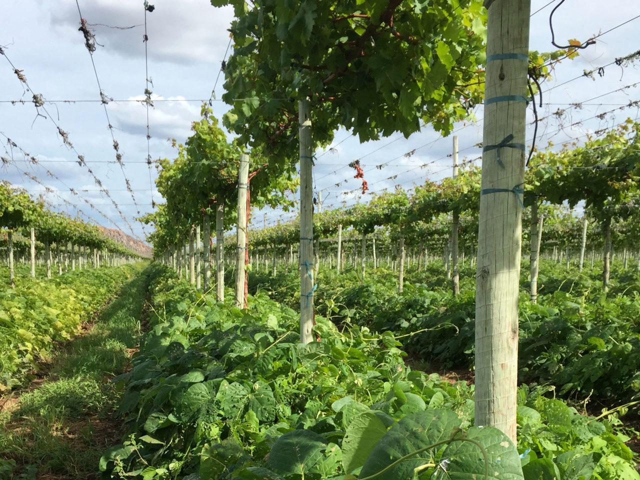 About The Fruit Farm Group