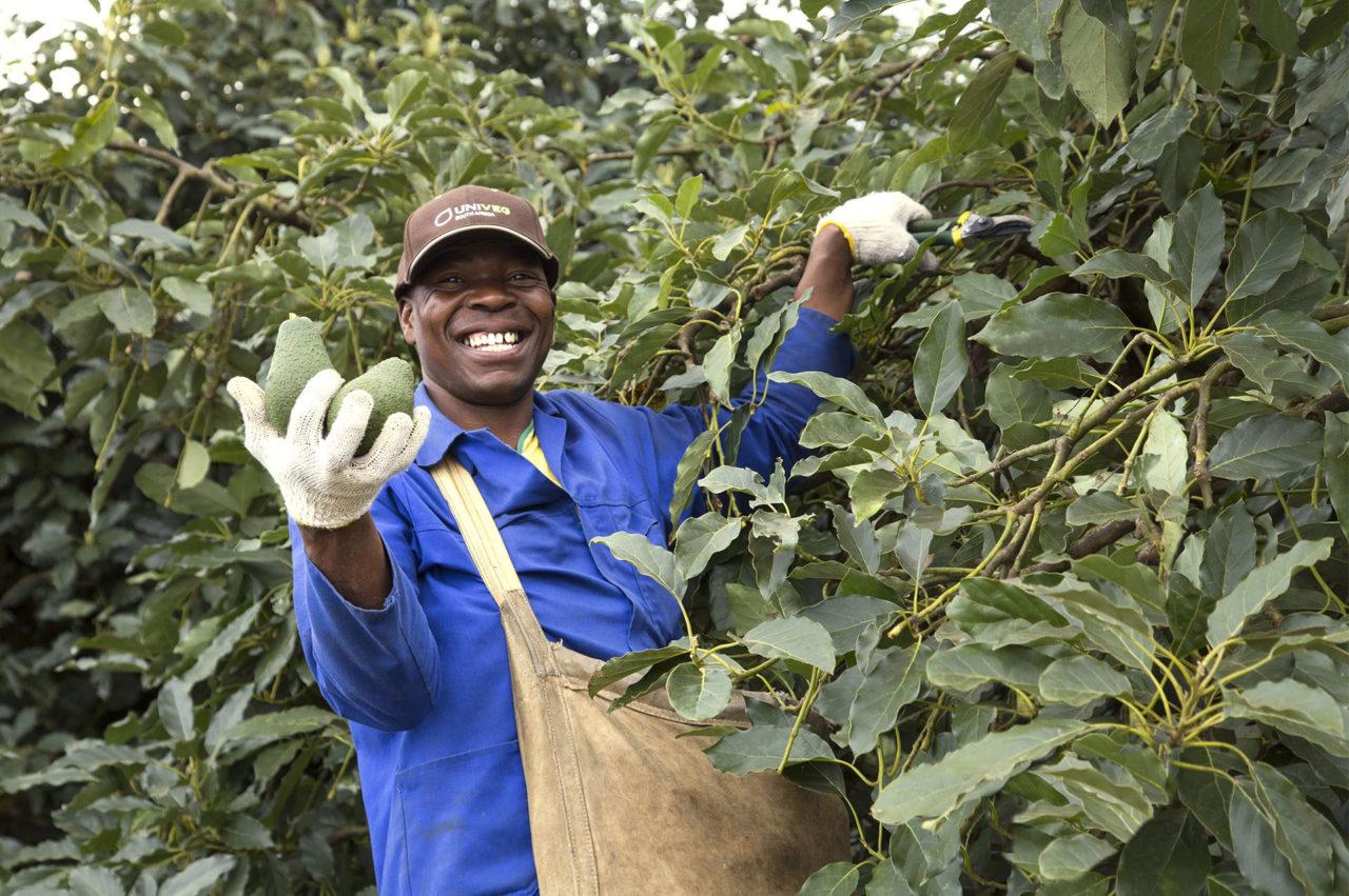 South Africa - The Fruit Farm Group