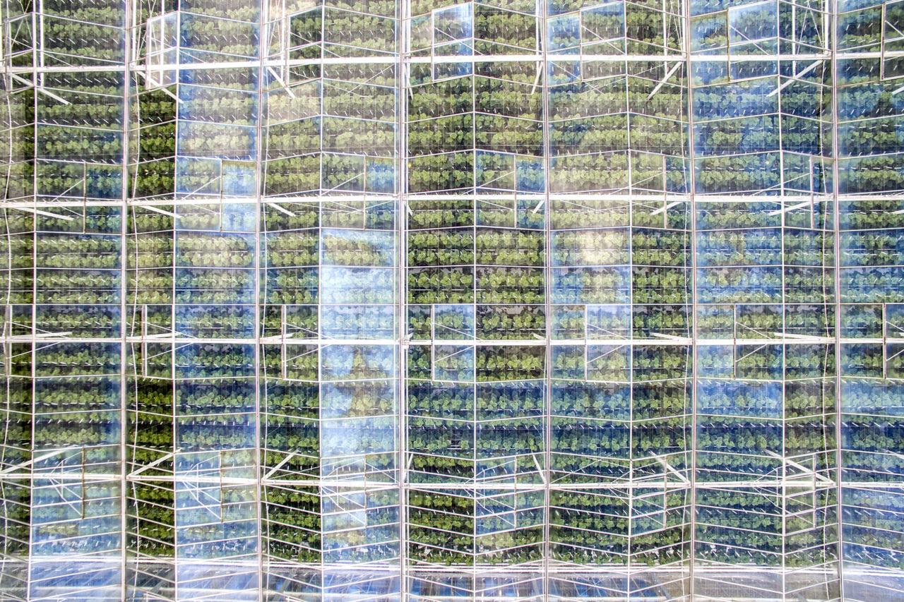 Greenhouse