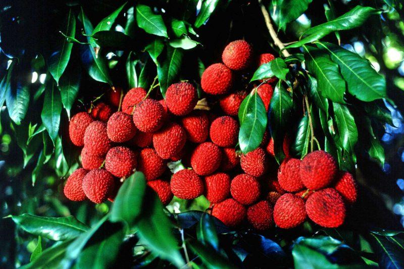 Lychees