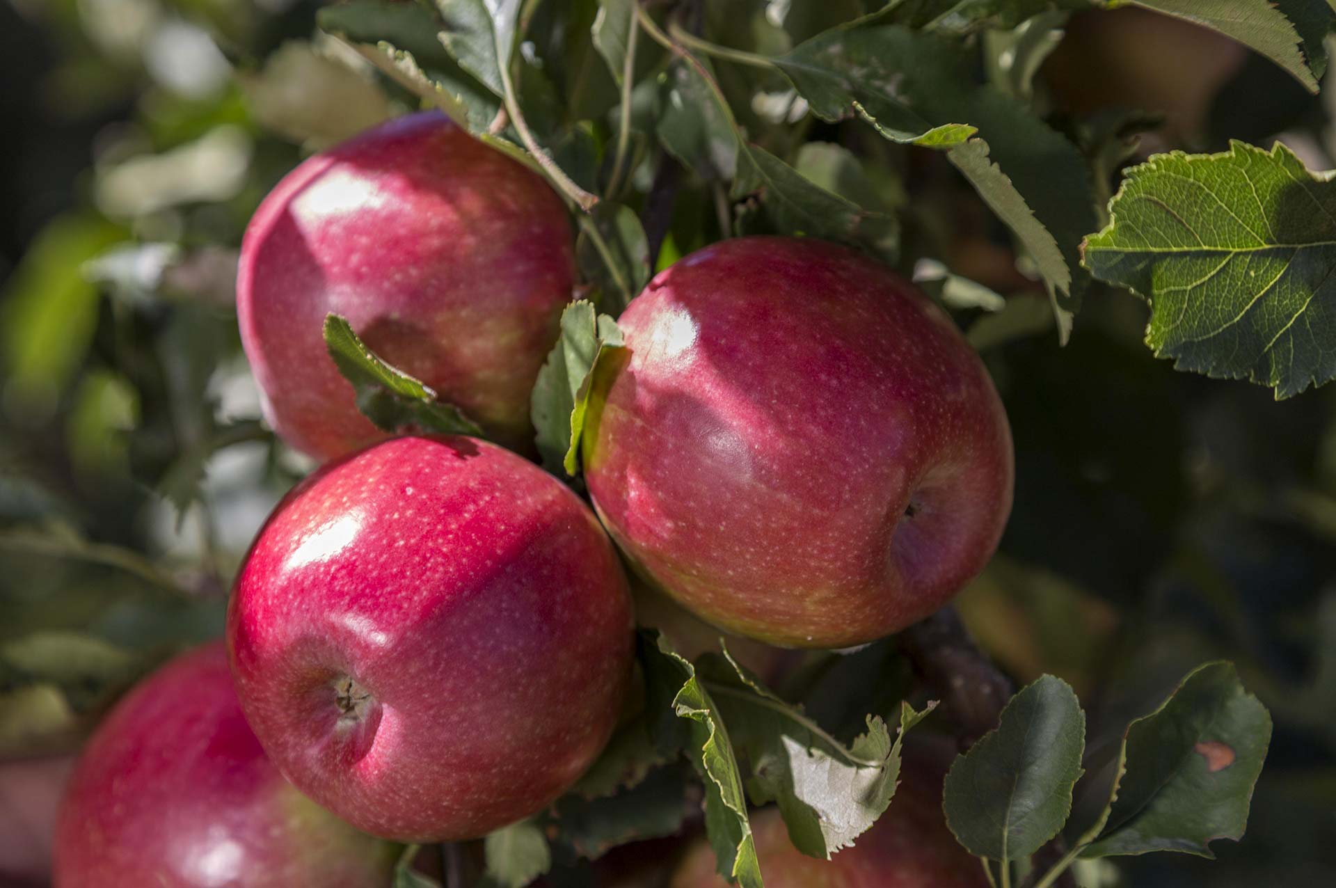 Appels farming