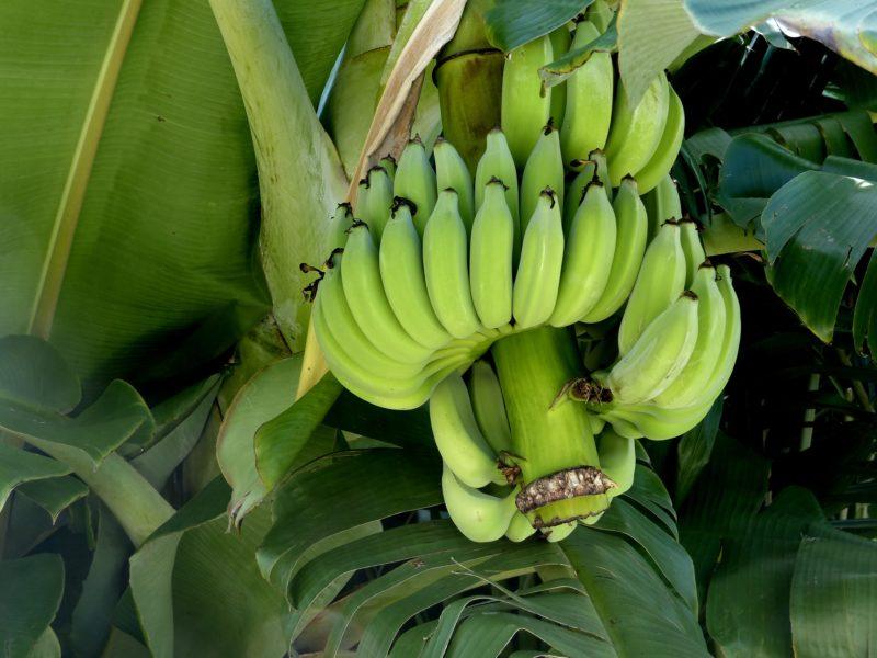 Bananas