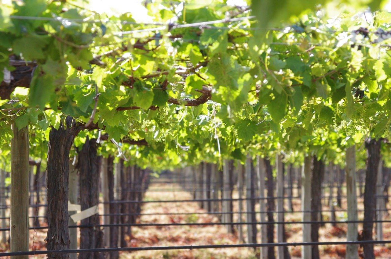 Europa Farm The Fruit Farm Group