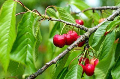 Cherries from The Fruit Farm Group