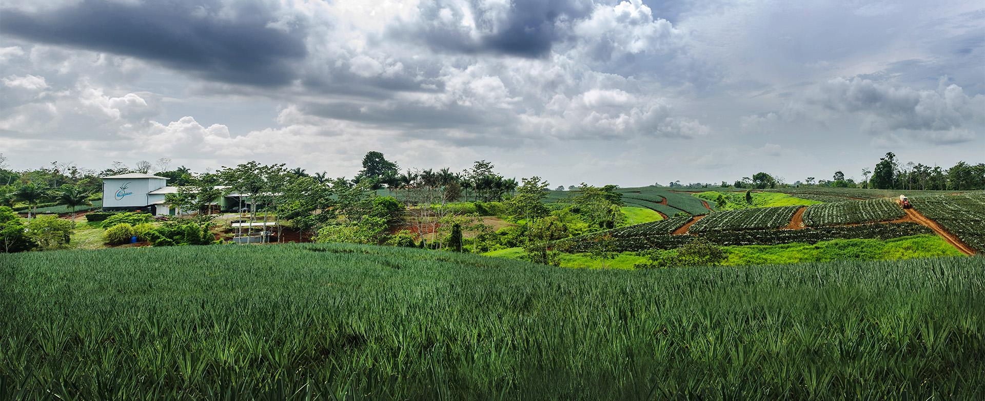 costarica The Fruit Farm Group