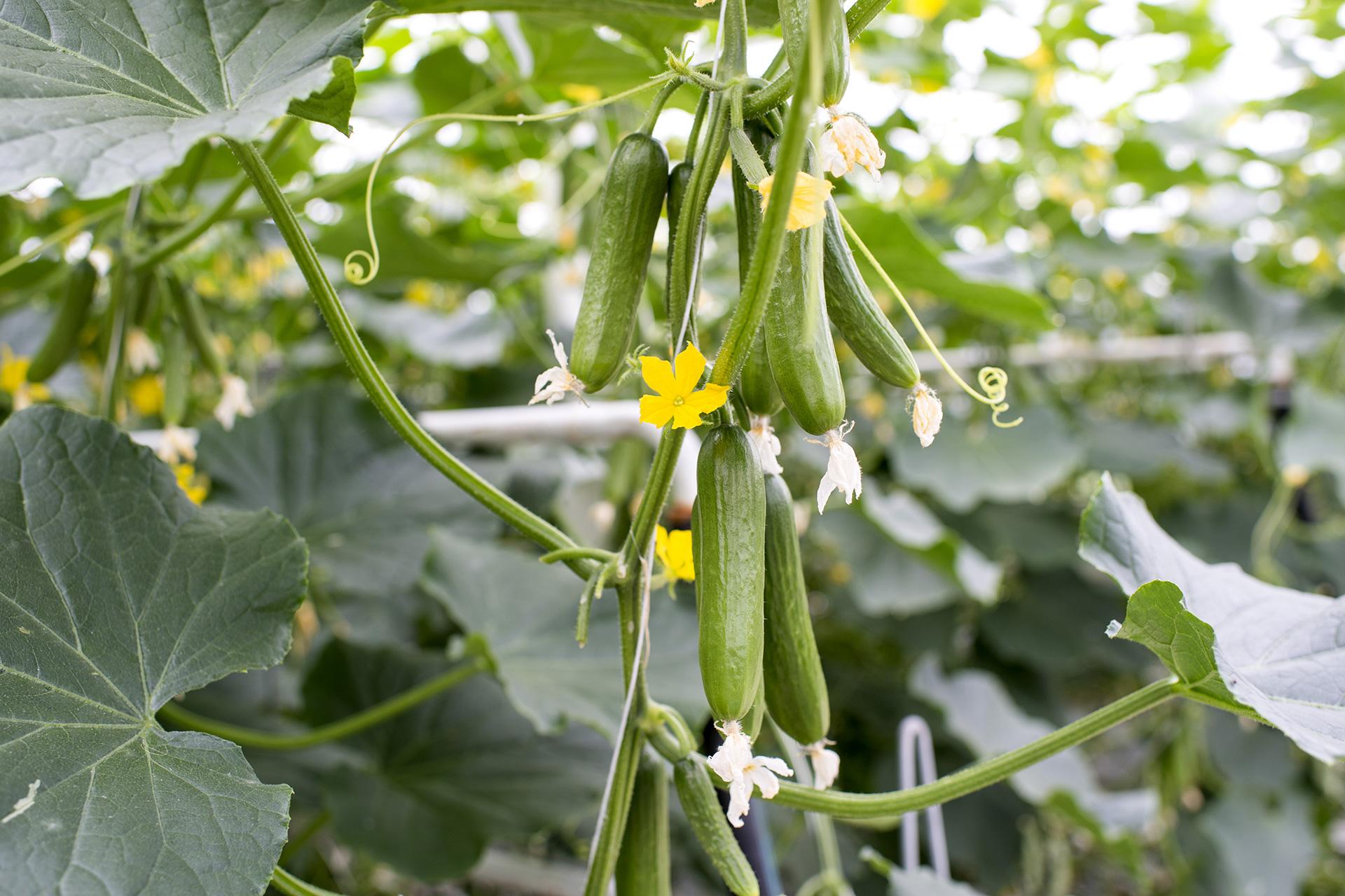 Growing Cucumbers