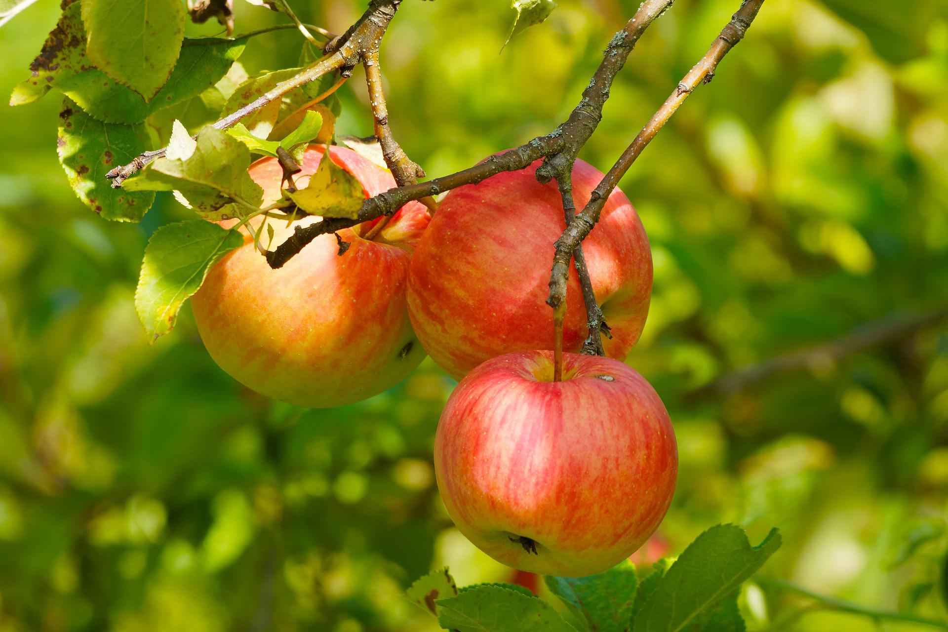 Apples - The Fruit Farm Group