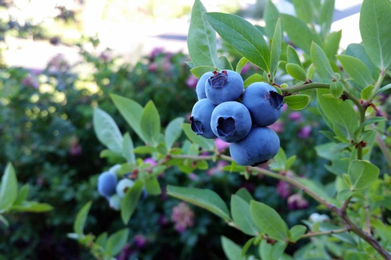 Blueberries