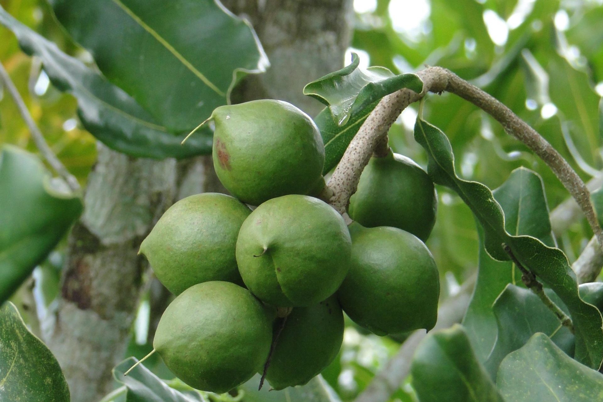 Macadamia The Fruit Farm Group