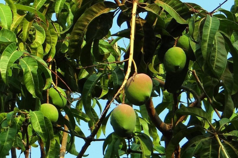 Mangos