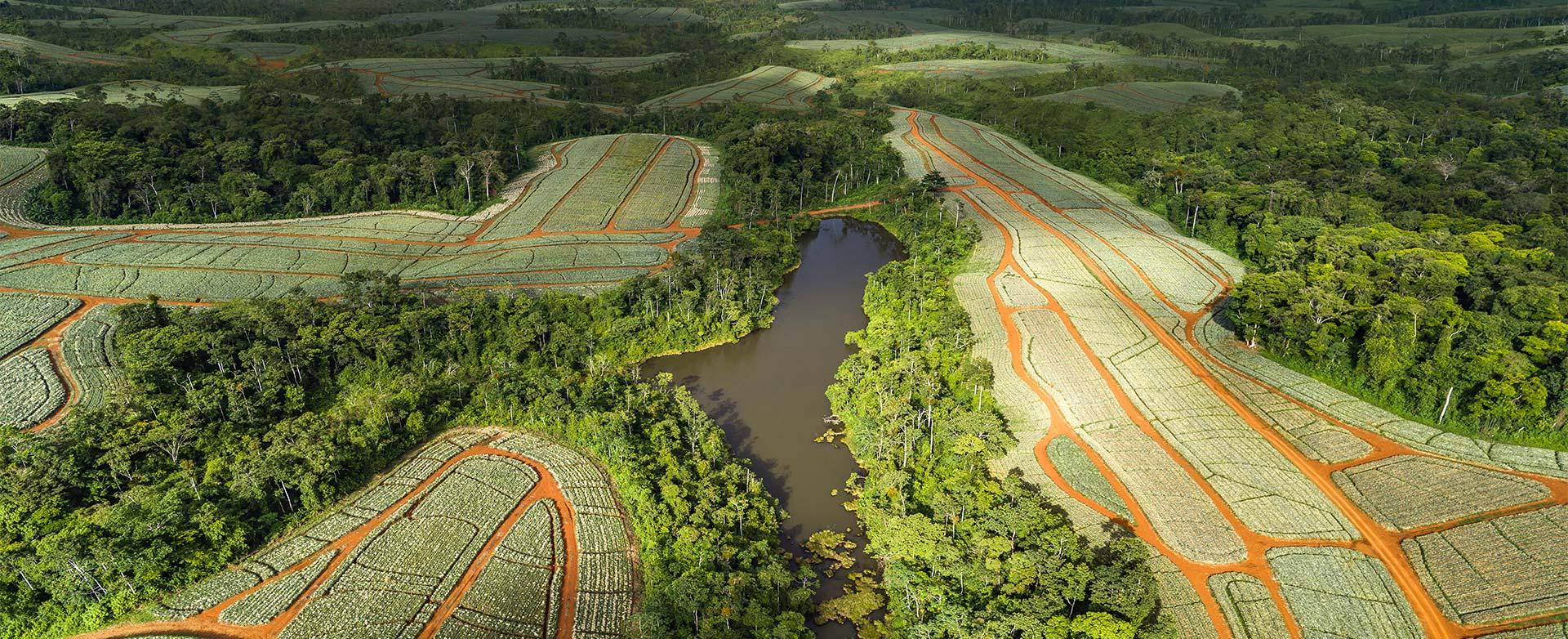 Pineappel farm in Costarica